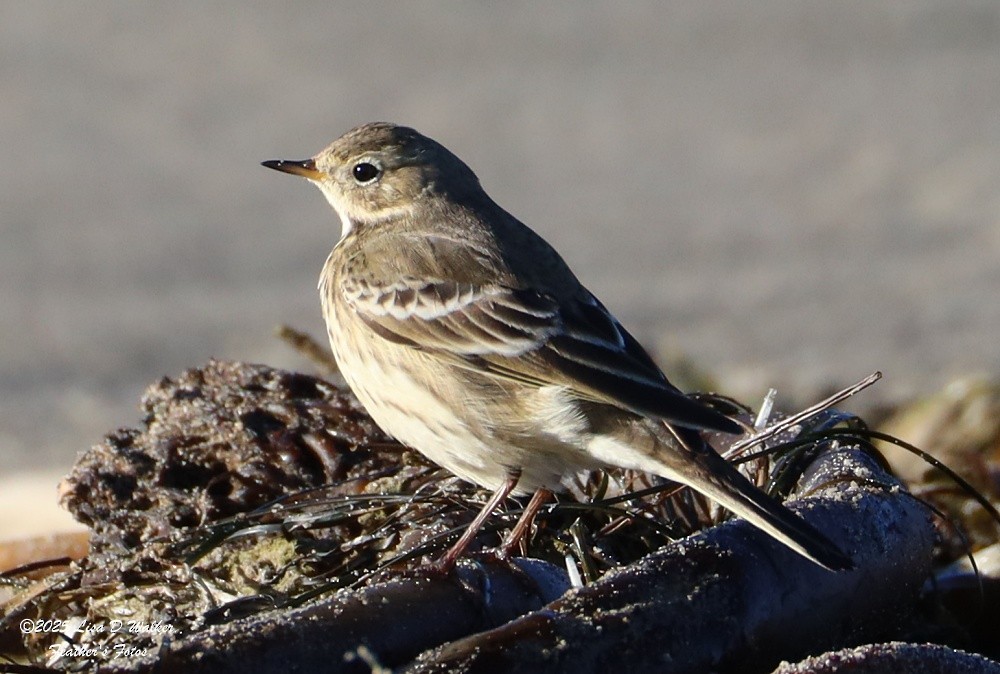 American Pipit - ML644281463