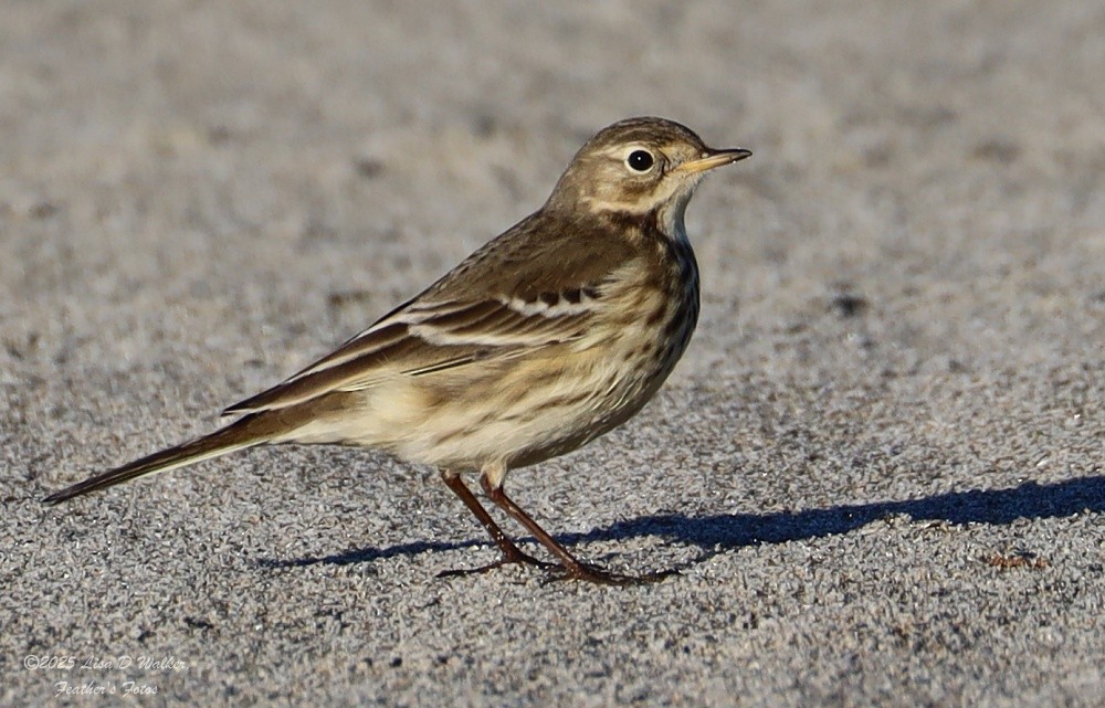American Pipit - ML644281464