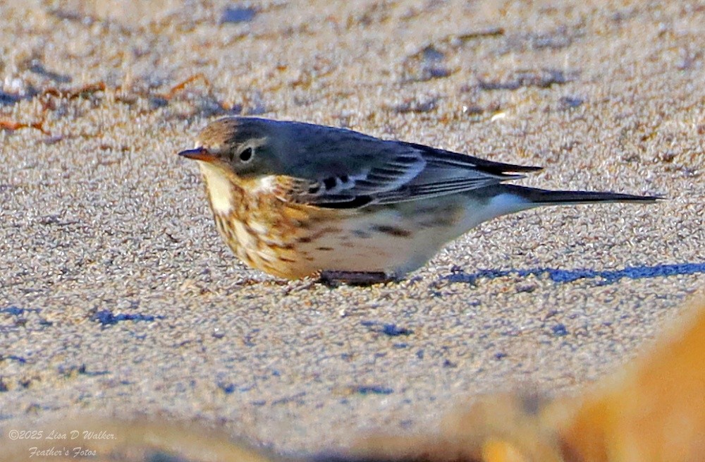 American Pipit - ML644281465