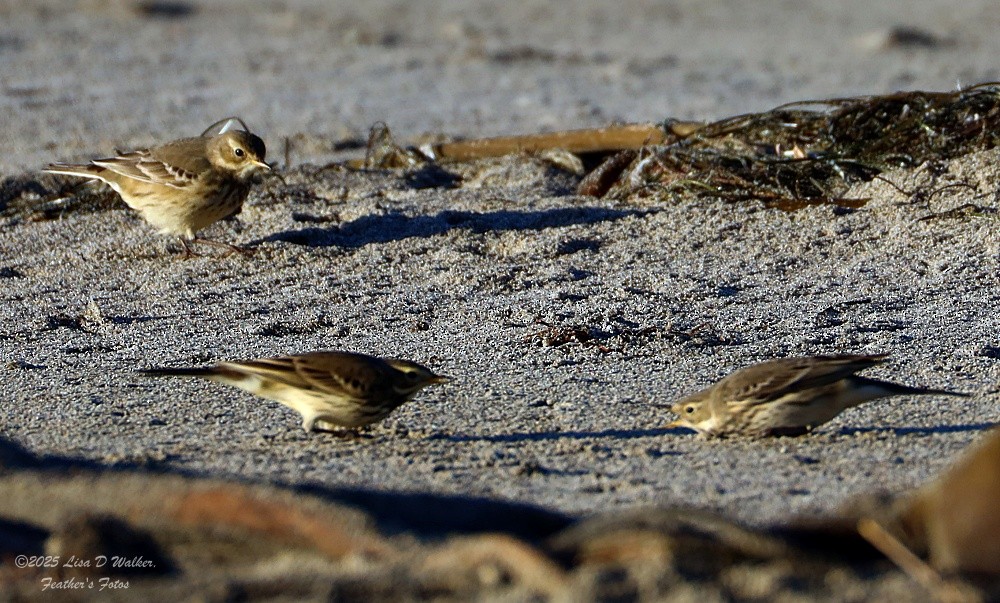 American Pipit - ML644281466