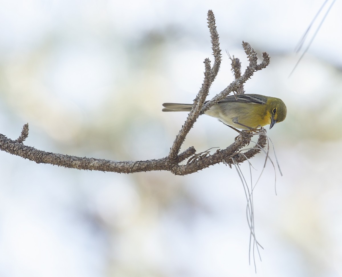 マツアメリカムシクイ - ML644281467