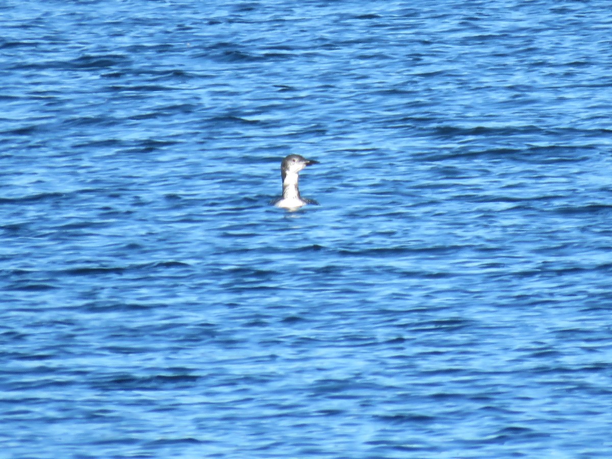 Aliota handia - ML644281469