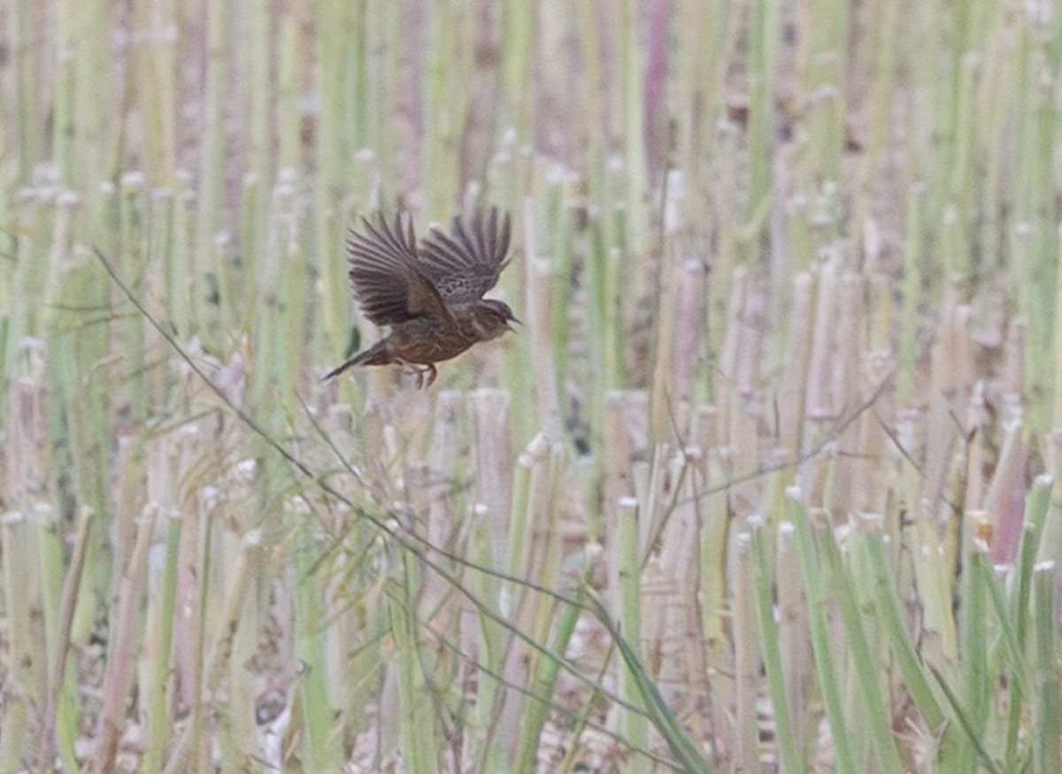 Cape Clapper Lark (Agulhas) - ML644281475