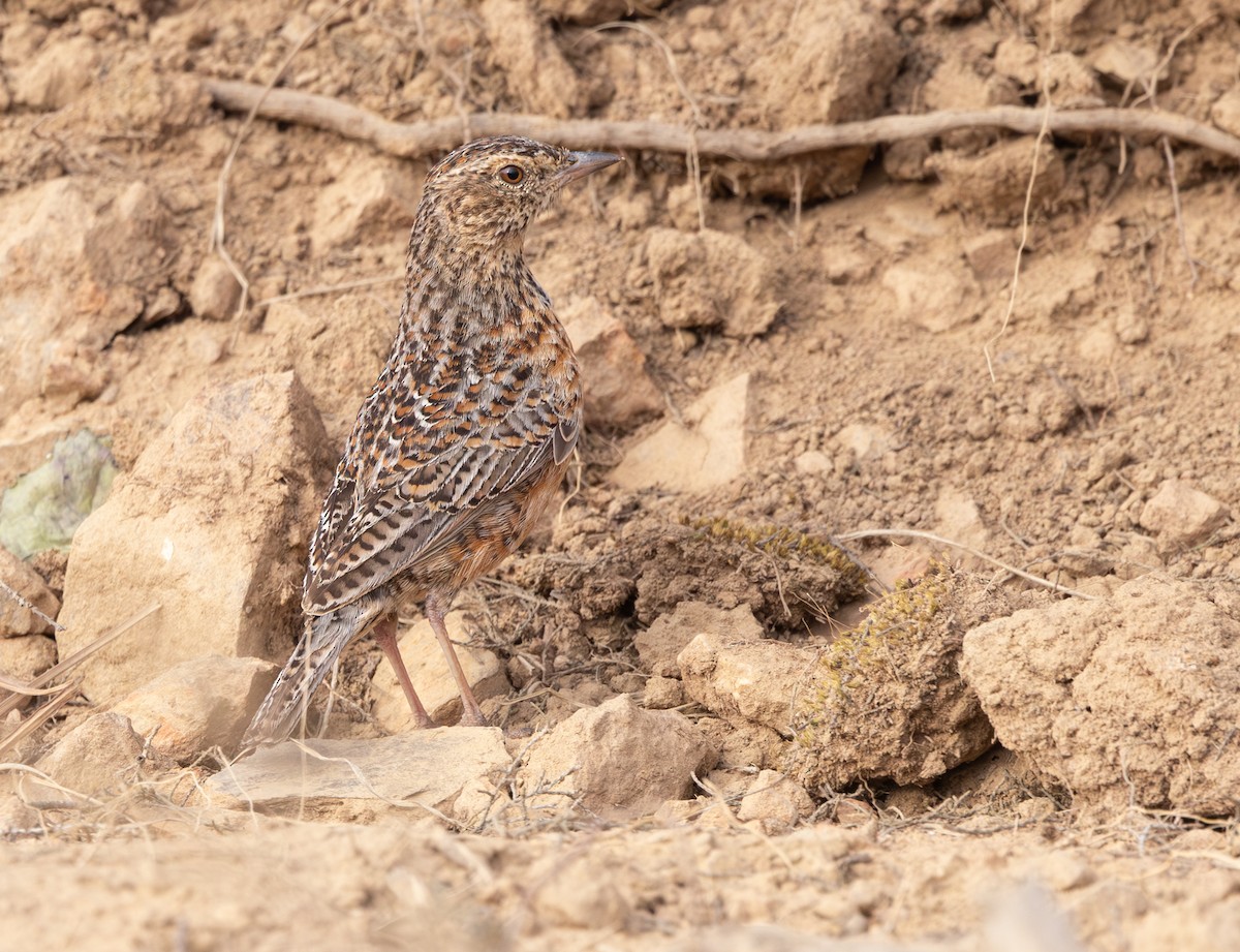 Cape Clapper Lark (Agulhas) - ML644281476