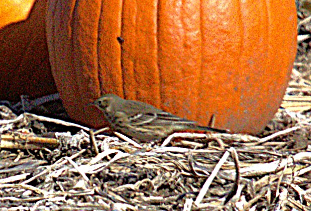 Pipit d'Amérique - ML644281482