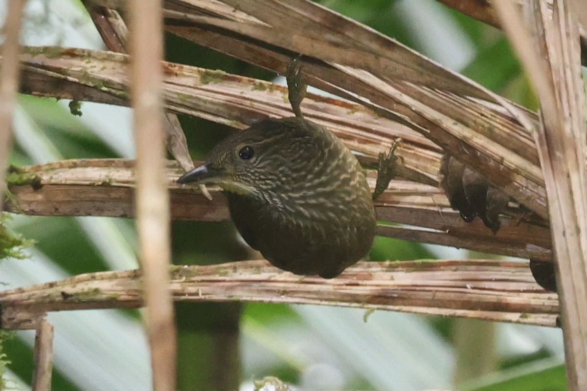 Lineated Foliage-gleaner - ML644281487