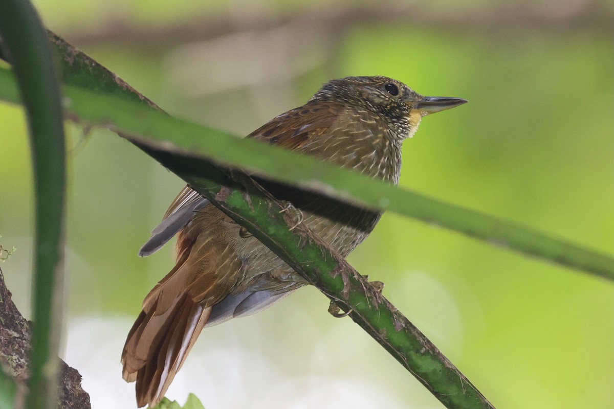 Lineated Foliage-gleaner - ML644281488