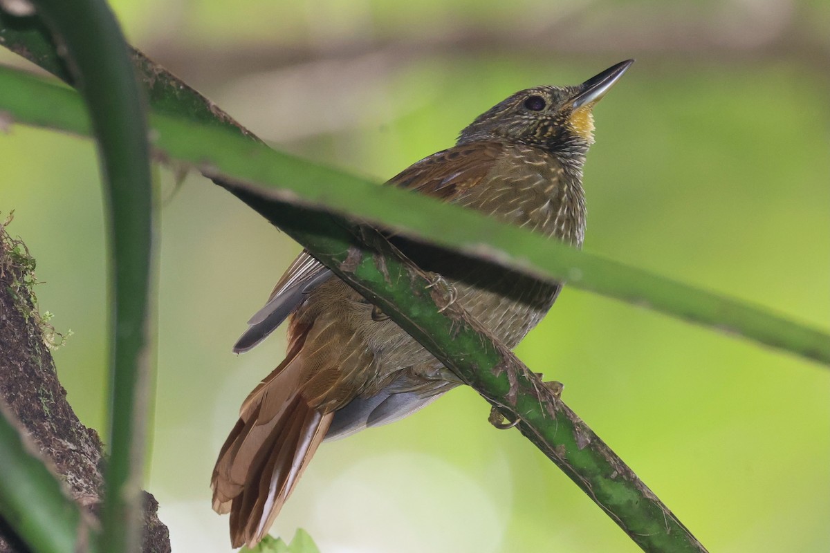 Lineated Foliage-gleaner - ML644281489