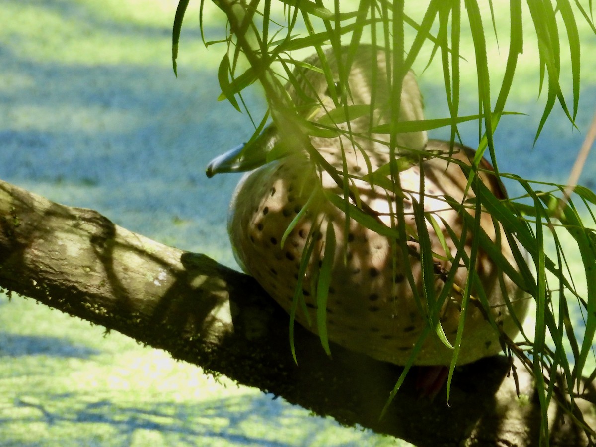 Rotschulterente - ML644281508