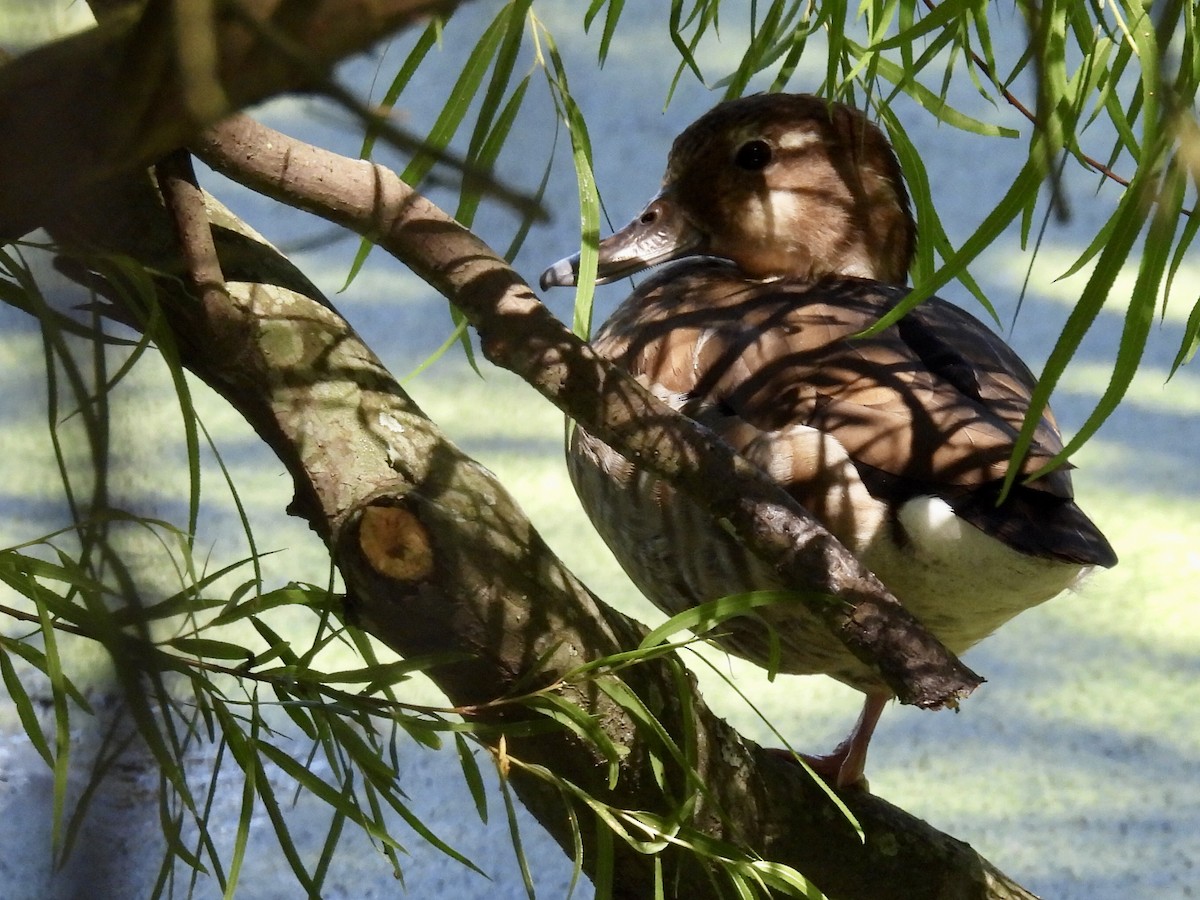 Rotschulterente - ML644281509