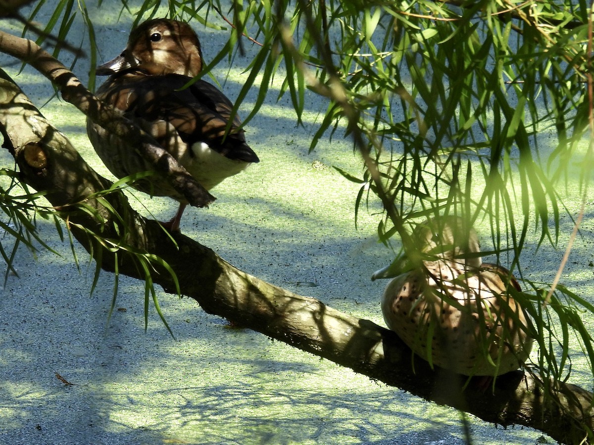 Rotschulterente - ML644281510