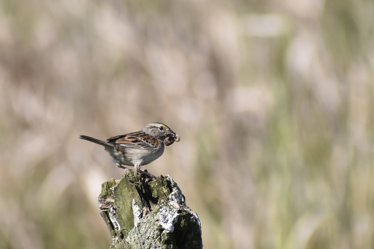 Wachtelammer - ML644281511