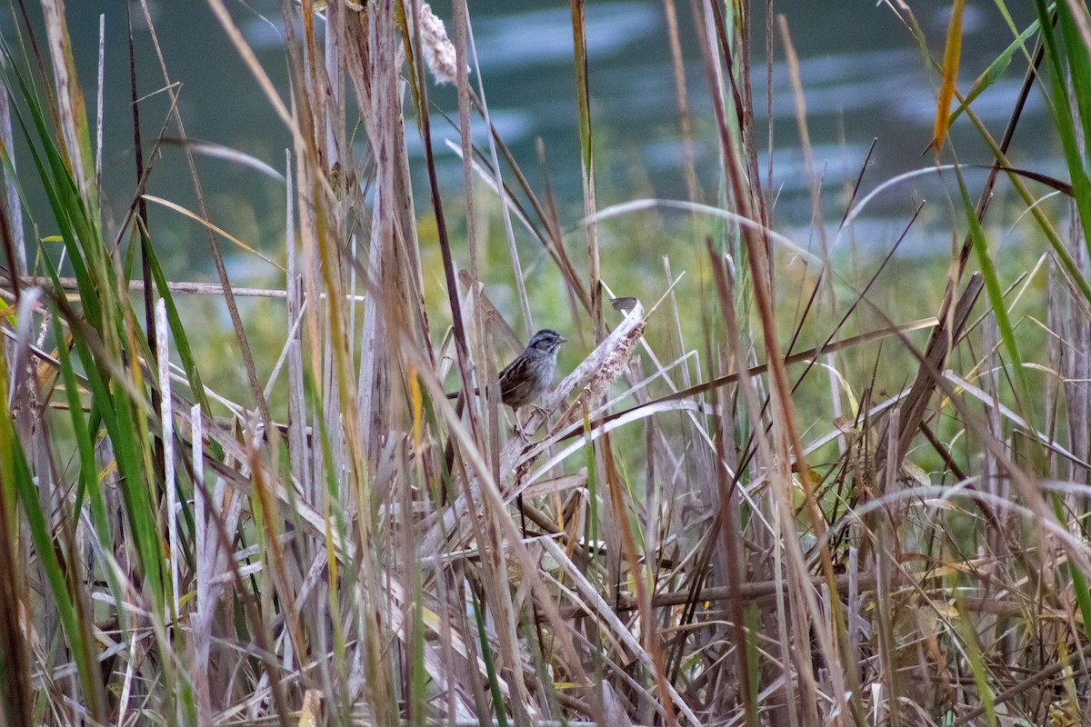 Swamp Sparrow - ML644281516