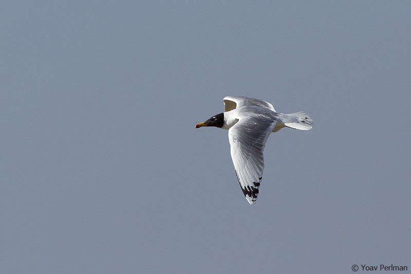 Pallas's Gull - ML644281517
