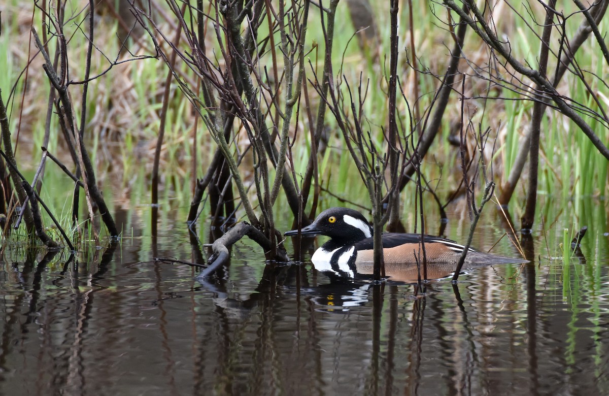 Başlıklı Tarakdiş - ML644281518