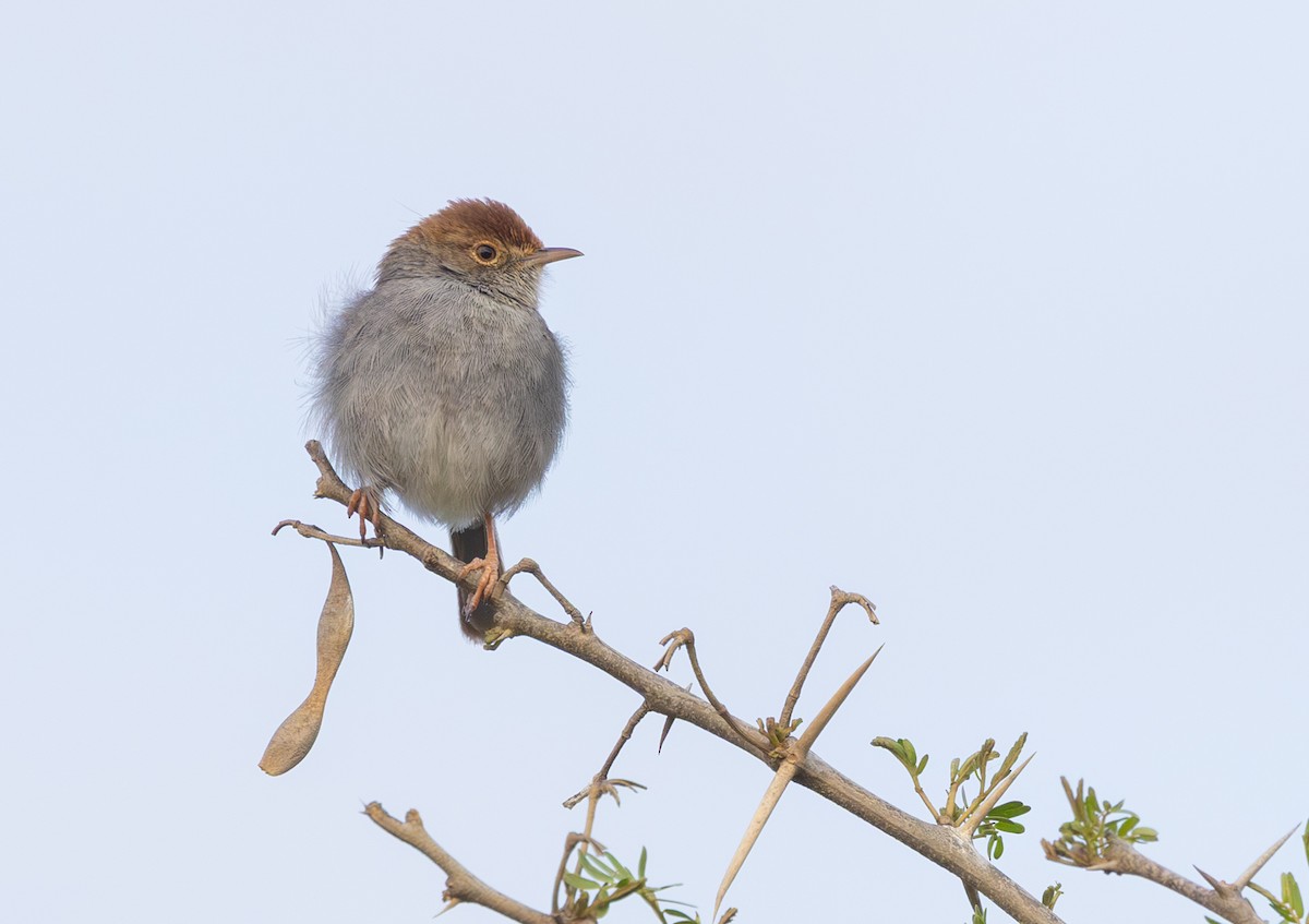 Cisticole à couronne rousse - ML644281530
