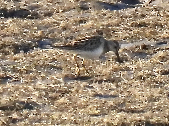 Çizgili Kumkuşu - ML644281531