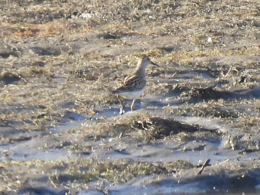 Çizgili Kumkuşu - ML644281532