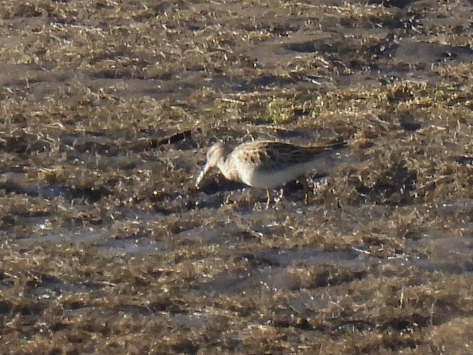 Çizgili Kumkuşu - ML644281533