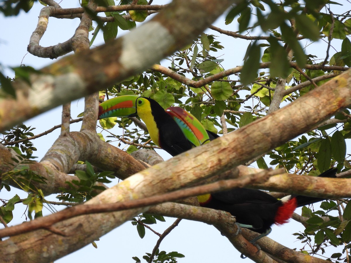 tukan středoamerický - ML644281535