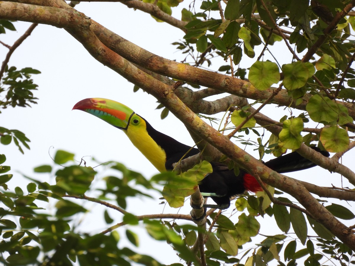 tukan středoamerický - ML644281536