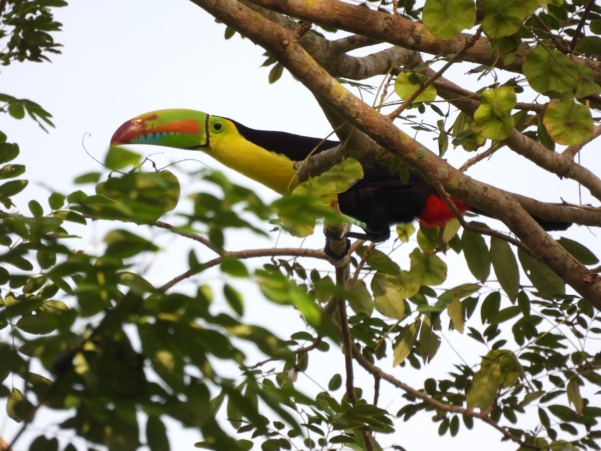 tukan středoamerický - ML644281537