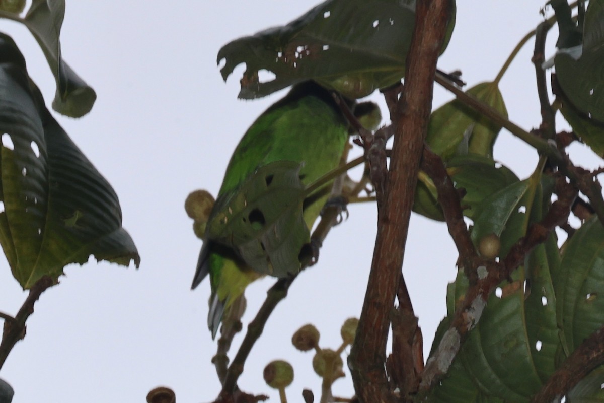 Golden-browed Chlorophonia - ML644281550