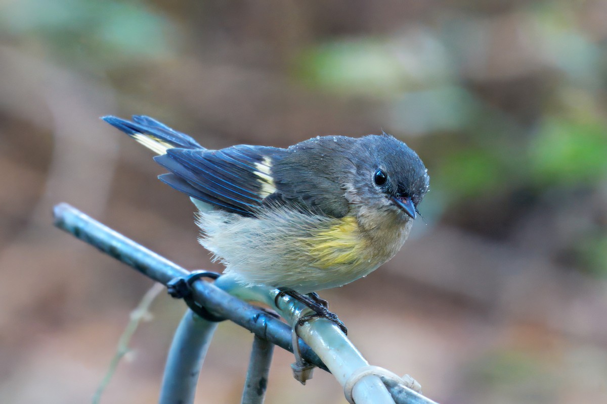 Kızıl Kuyruklu Ötleğen - ML644281554