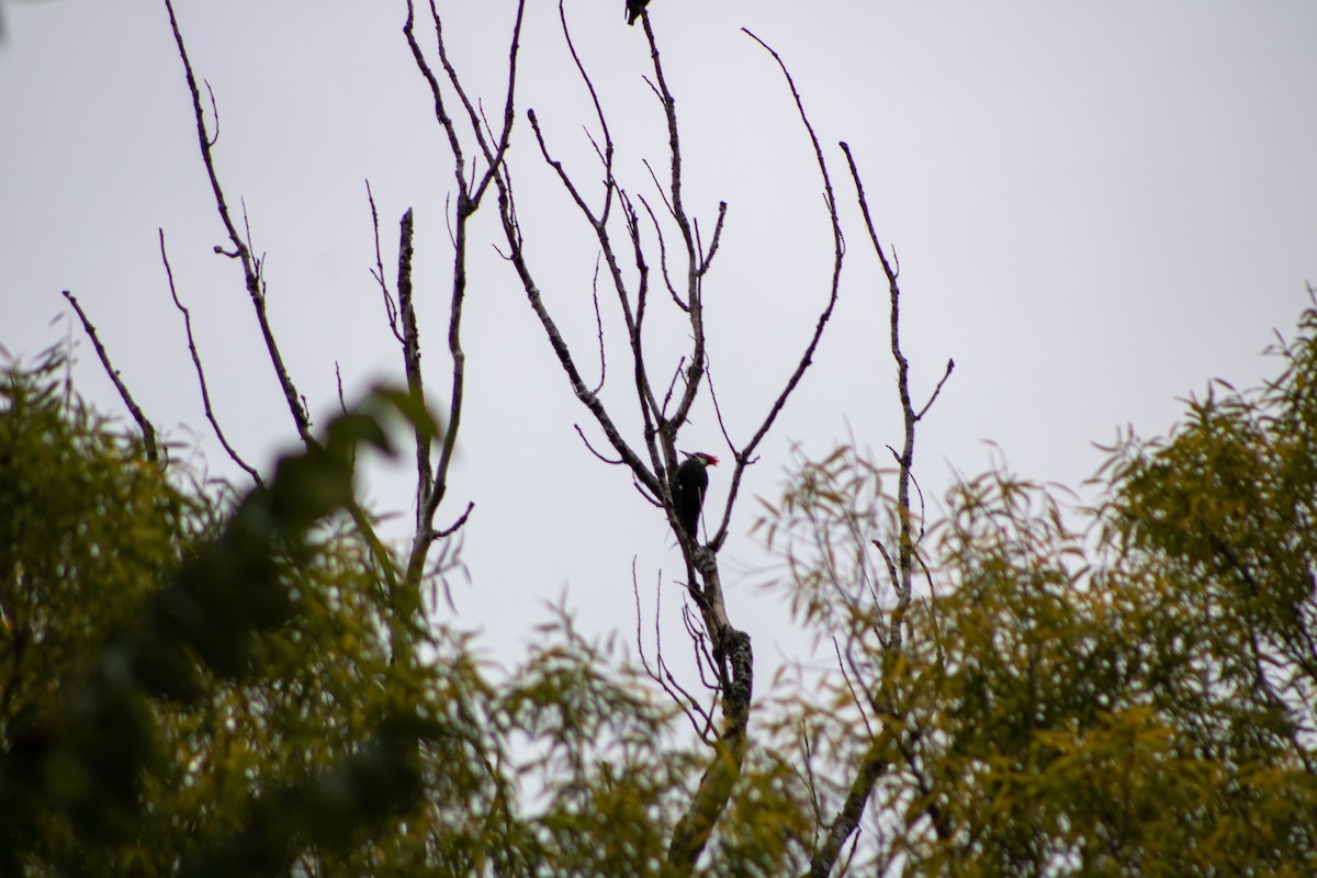 Pileated Woodpecker - ML644281558