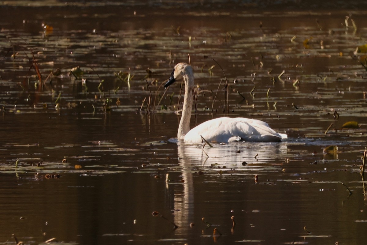 Trumpeter Swan - ML644281562