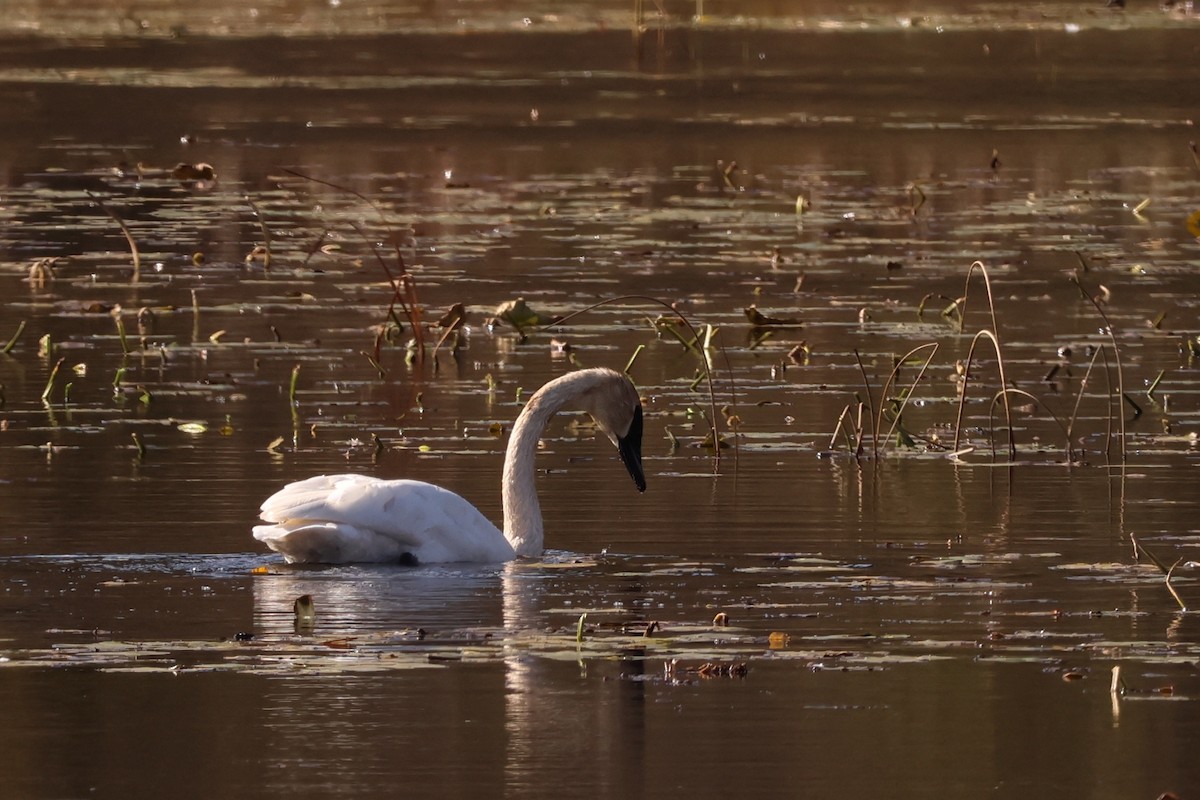 Trumpeter Swan - ML644281563