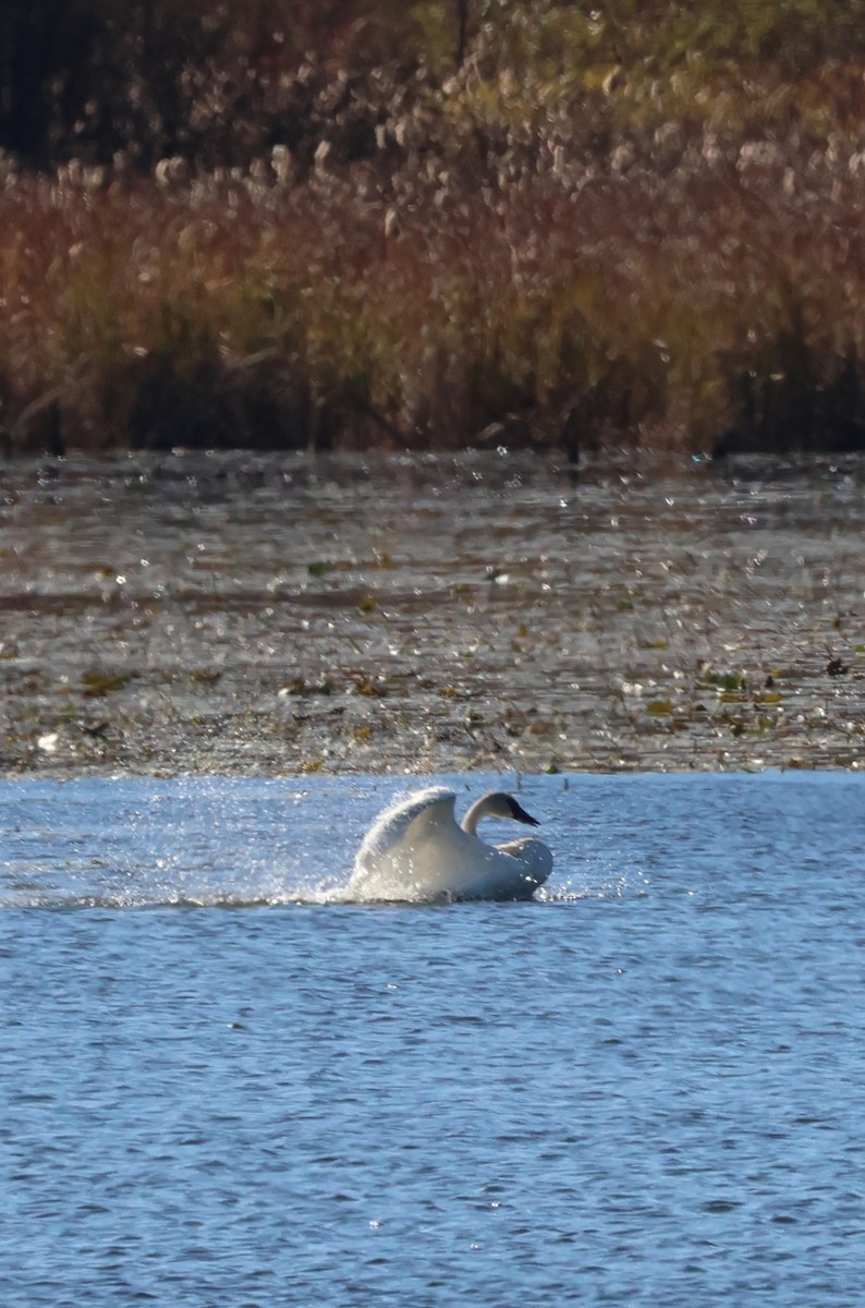 Trumpeter Swan - ML644281564
