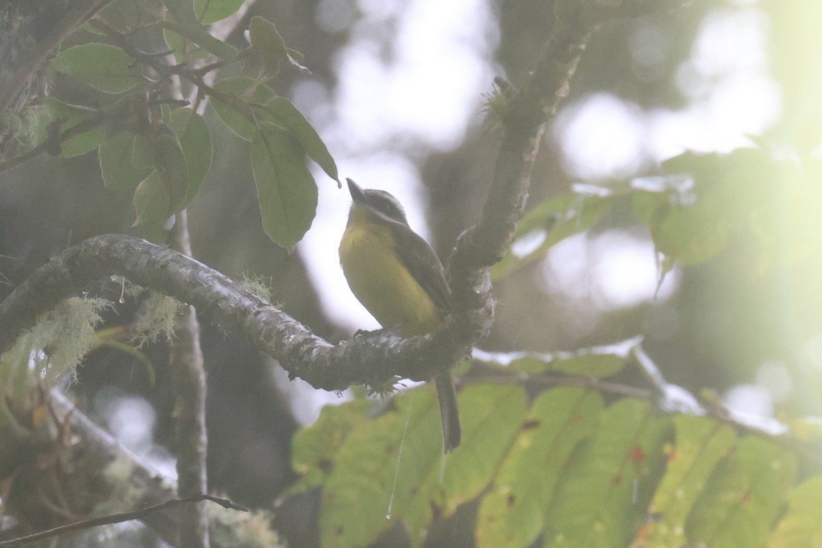 Tyran à ventre d'or - ML644281574