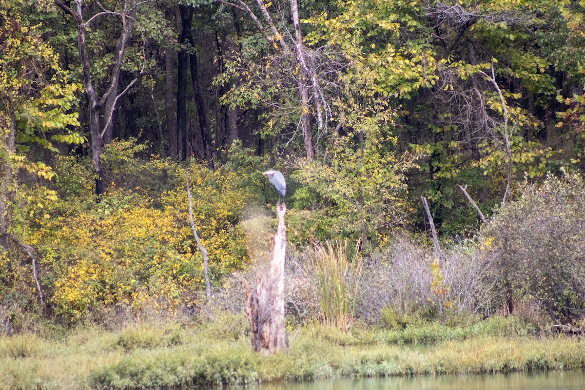 Great Blue Heron - ML644281575