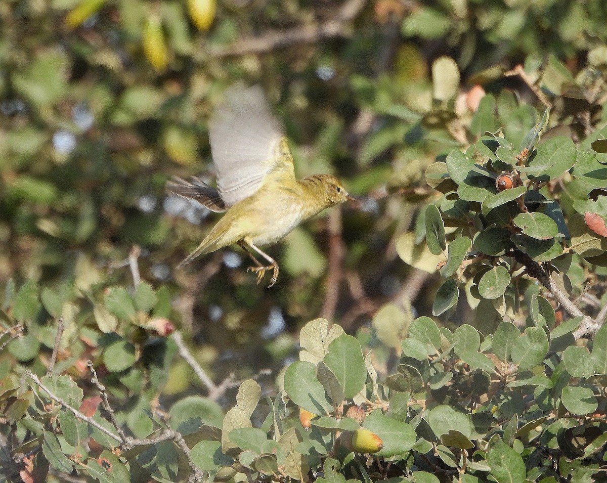 Pouillot ibérique - ML644281579