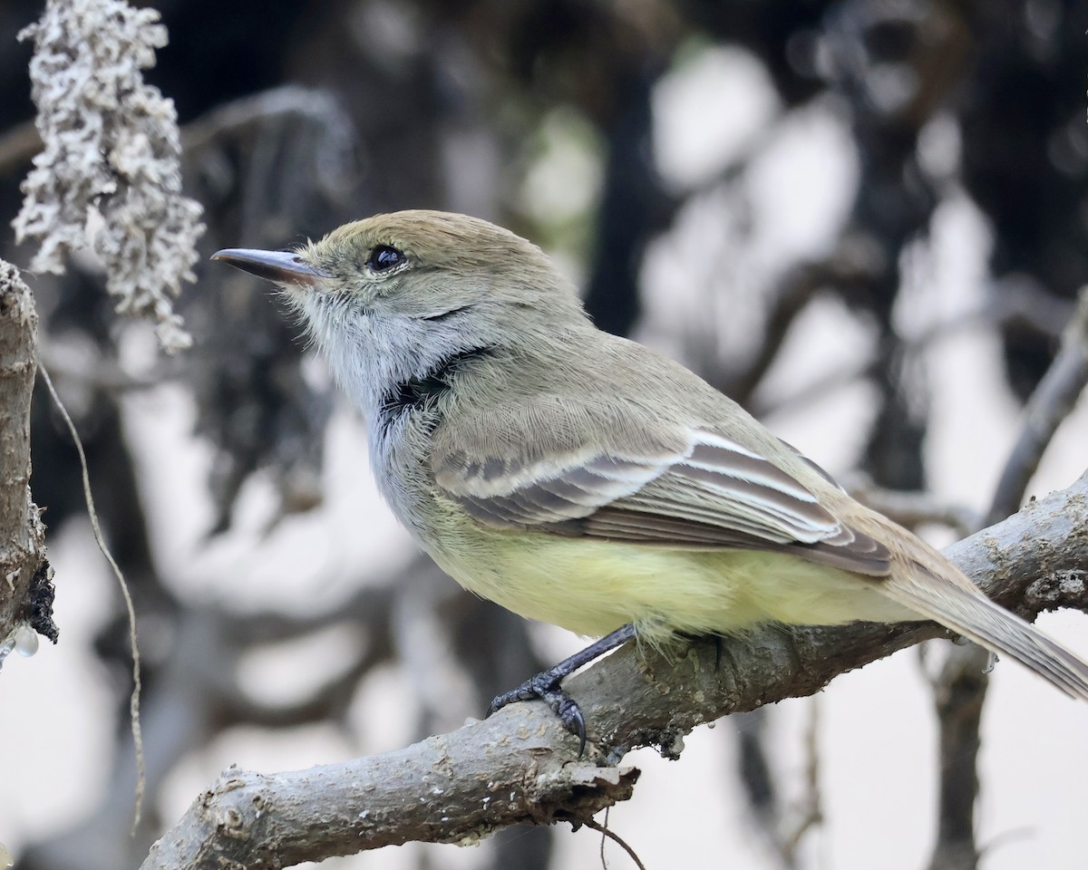 Галапагосский миарх - ML644281580