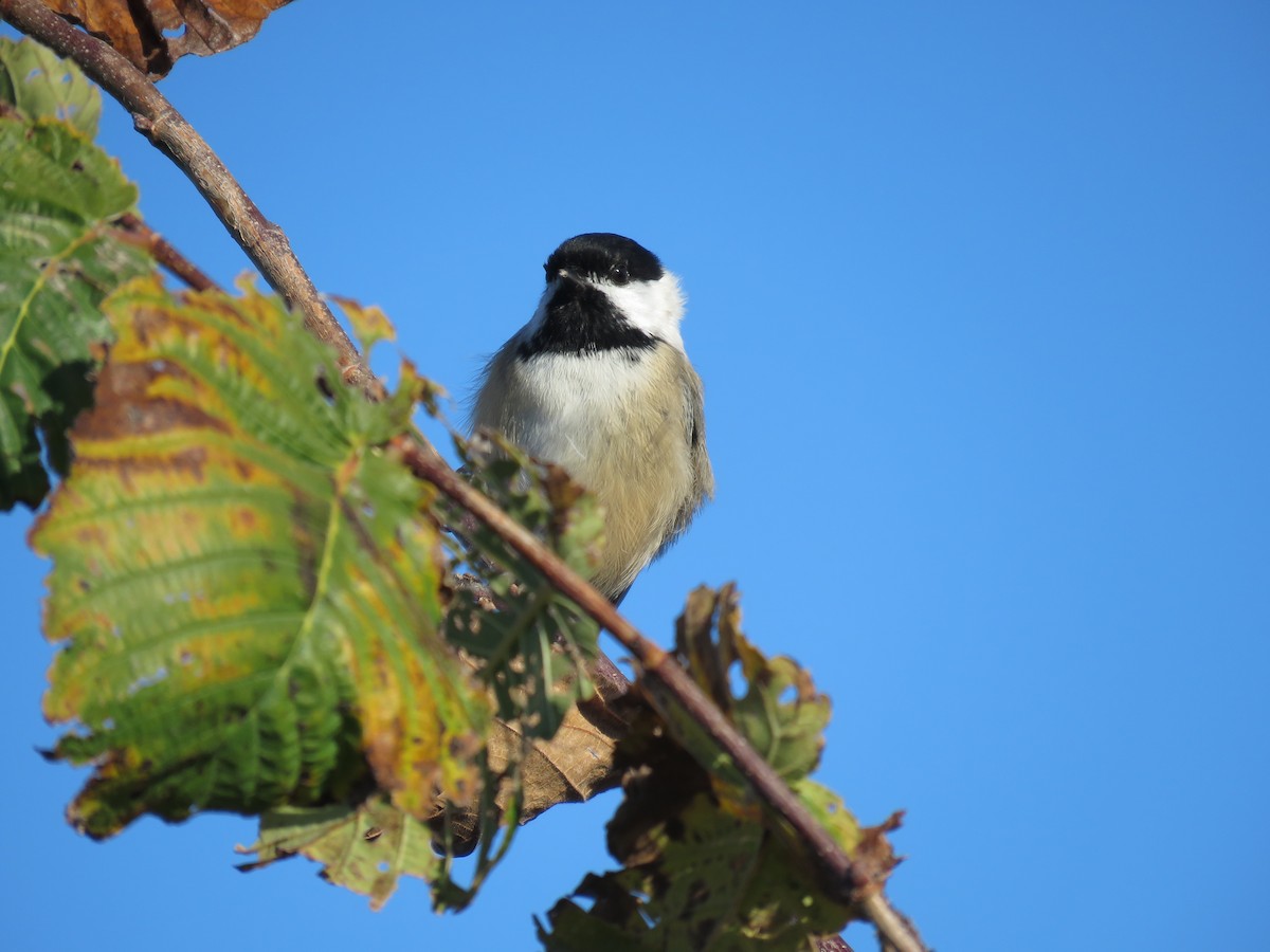 Black-capped Chickadee - ML644281583