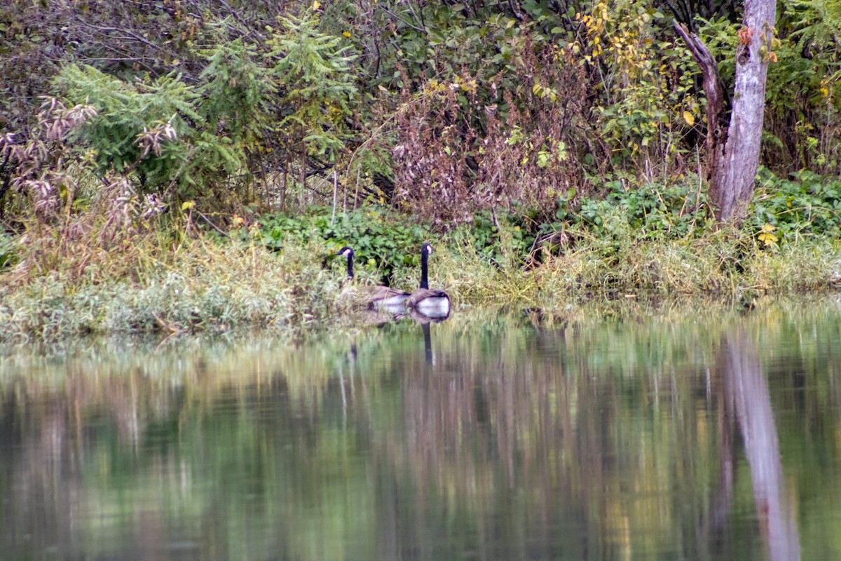 Canada Goose - ML644281596