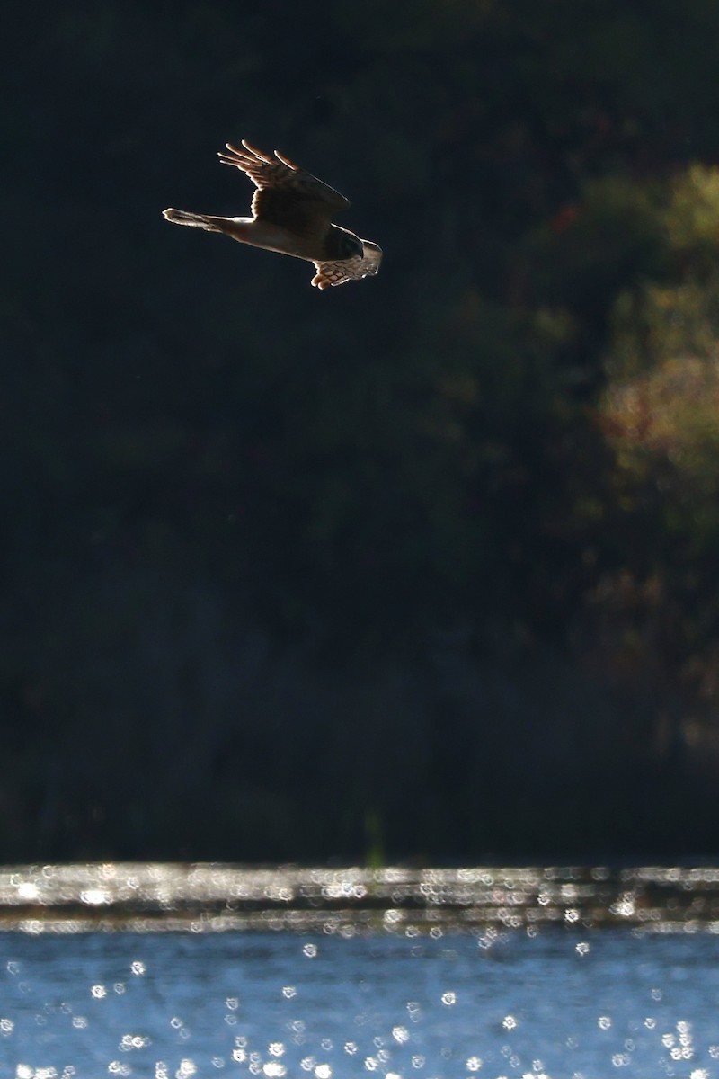 Northern Harrier - ML644281598