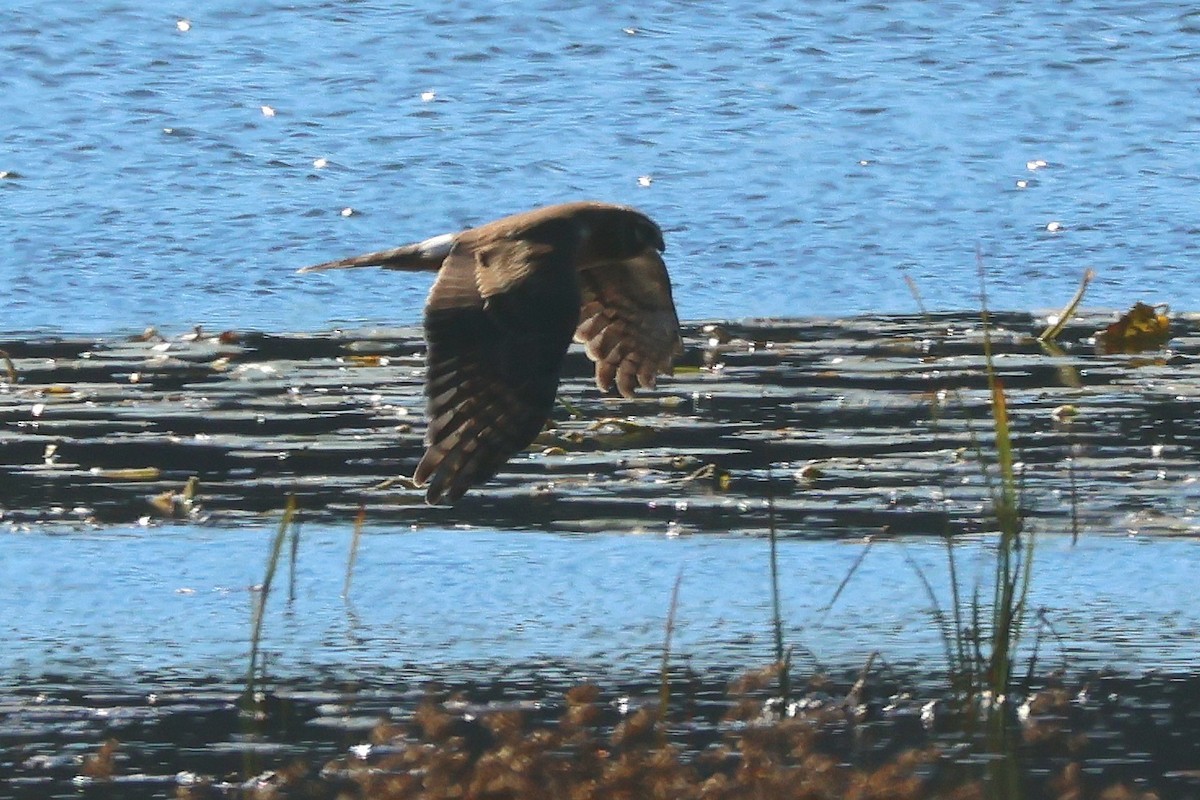 Northern Harrier - ML644281599
