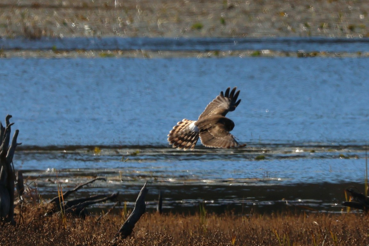 Northern Harrier - ML644281601