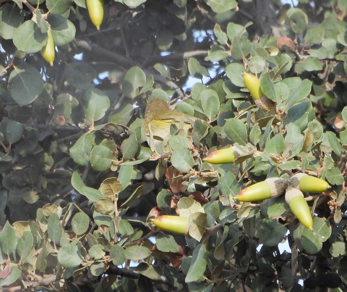 Pouillot ibérique - ML644281603