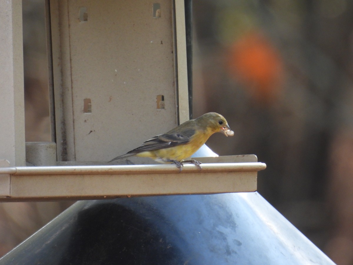 Lesser Goldfinch - ML644281604