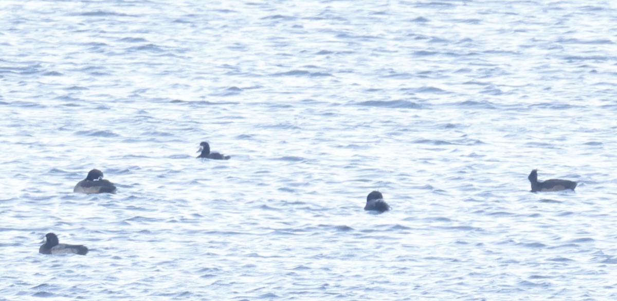 Greater Scaup - ML644281612