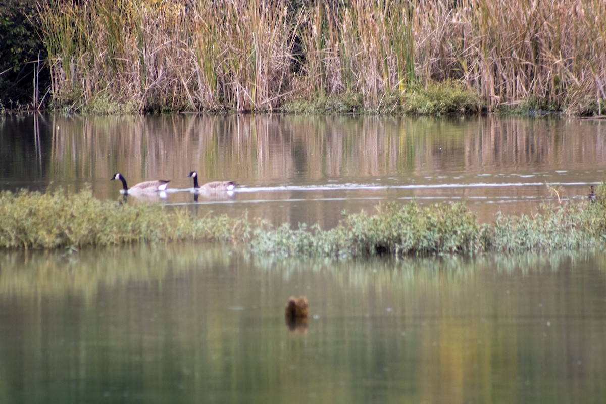 Canada Goose - ML644281613