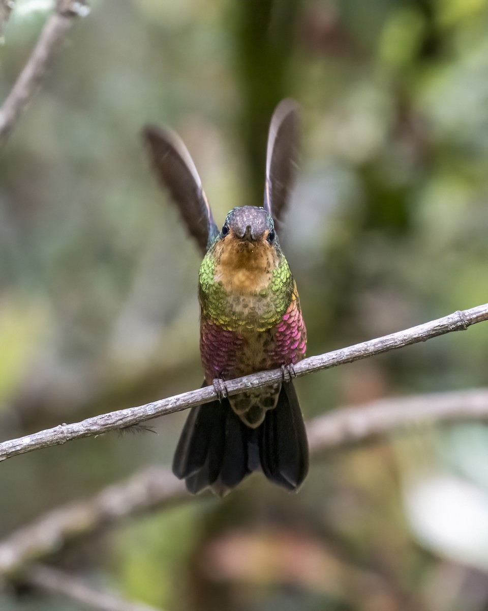 Blue-throated Starfrontlet - ML644281615