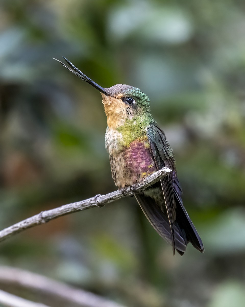 Blue-throated Starfrontlet - ML644281616