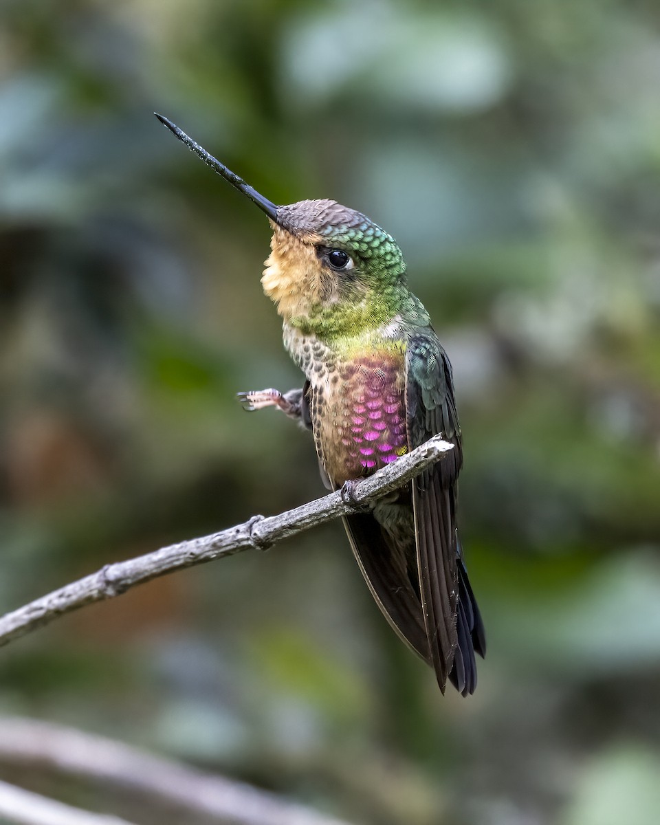 Blue-throated Starfrontlet - ML644281617