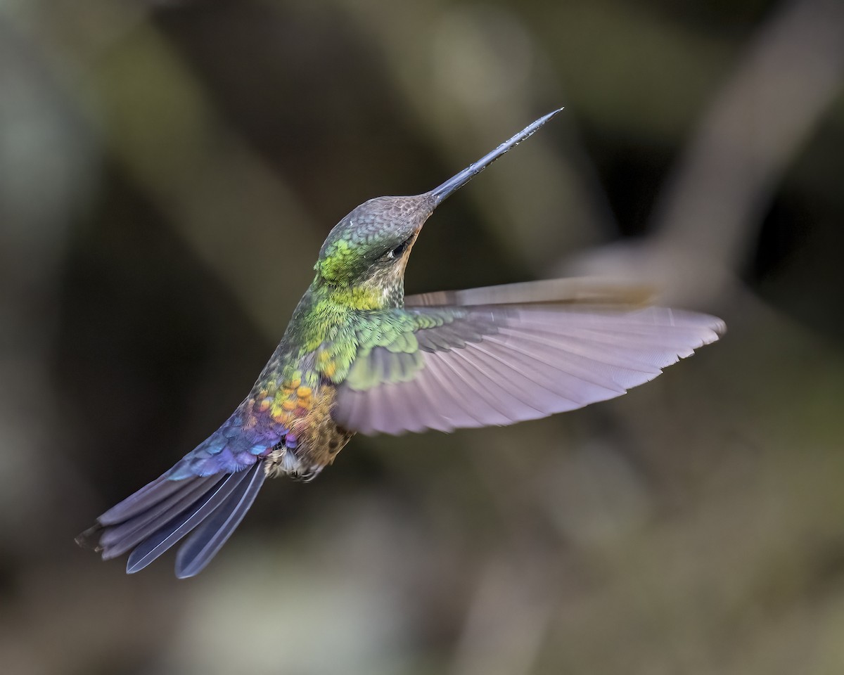 Blue-throated Starfrontlet - ML644281618