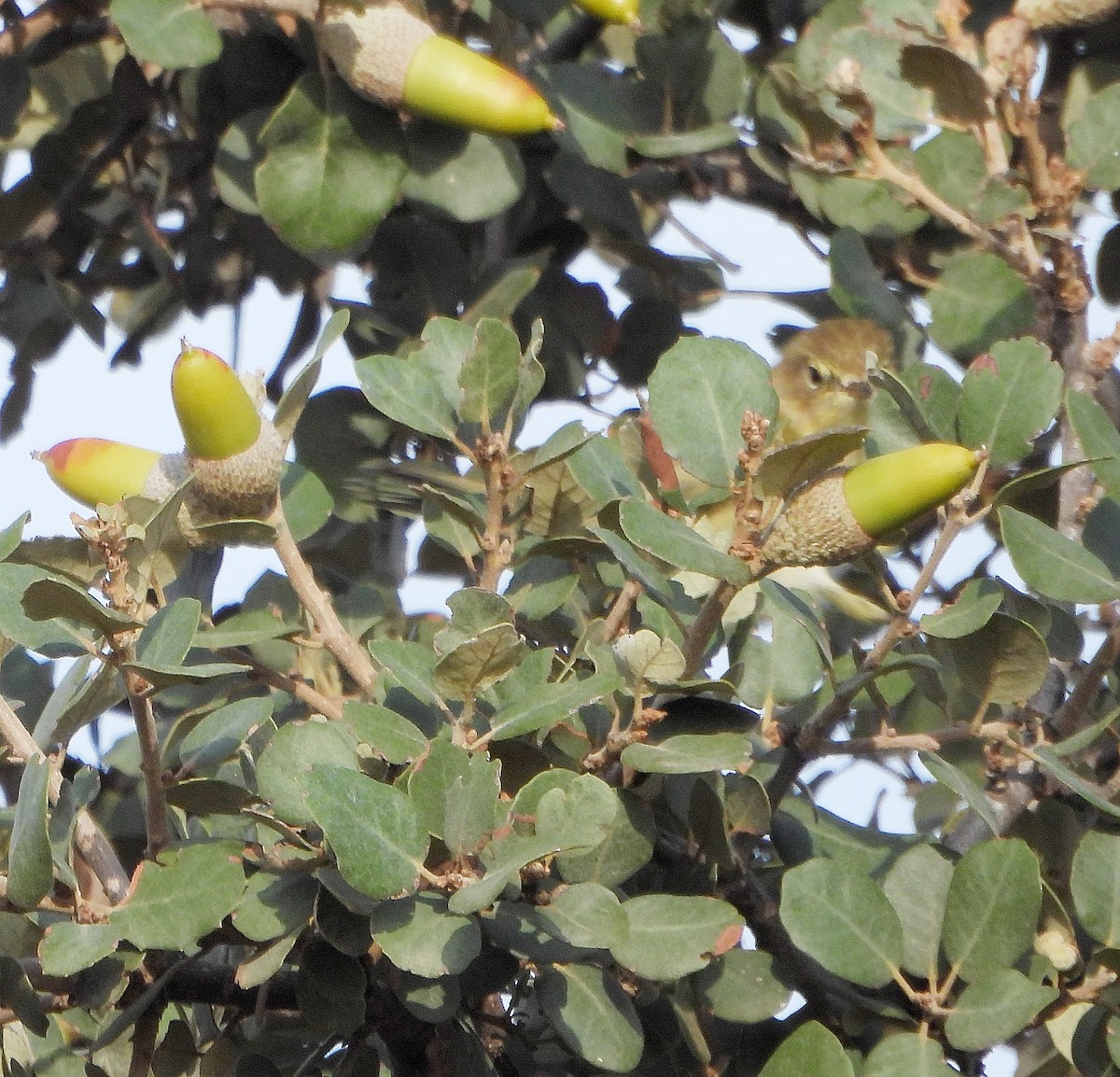 Pouillot ibérique - ML644281619